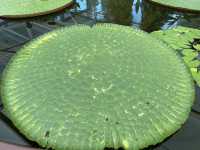 Beautiful Adelaide botanical garden