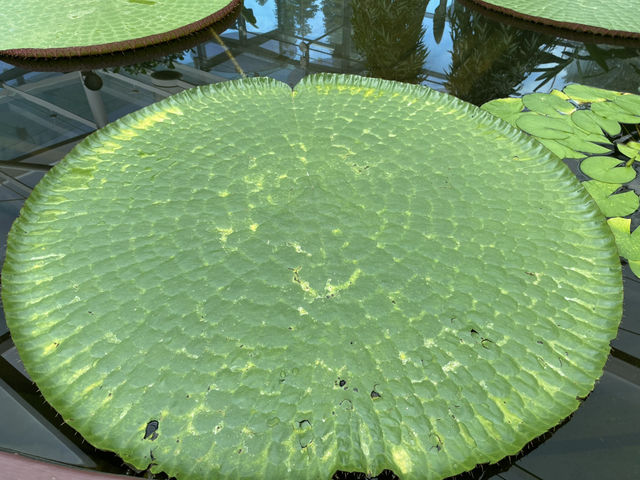 Beautiful Adelaide botanical garden