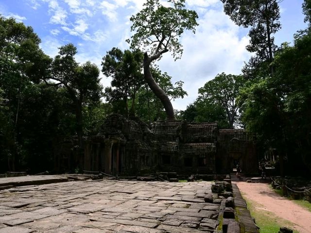 Jungle Ruins and Epic Tree Hugs