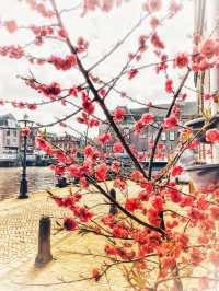 A Little Spring Peek from Leiden 🌺