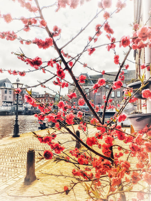 A Little Spring Peek from Leiden 🌺