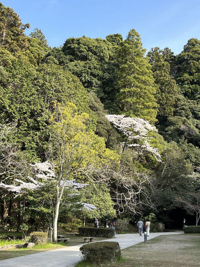 【神木與靈泉的庇佑】走進鹿島神宮—一場靜心與祝福的神域旅程