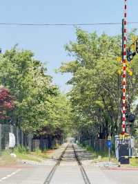 전주 이팝나무 철길🌿🚂