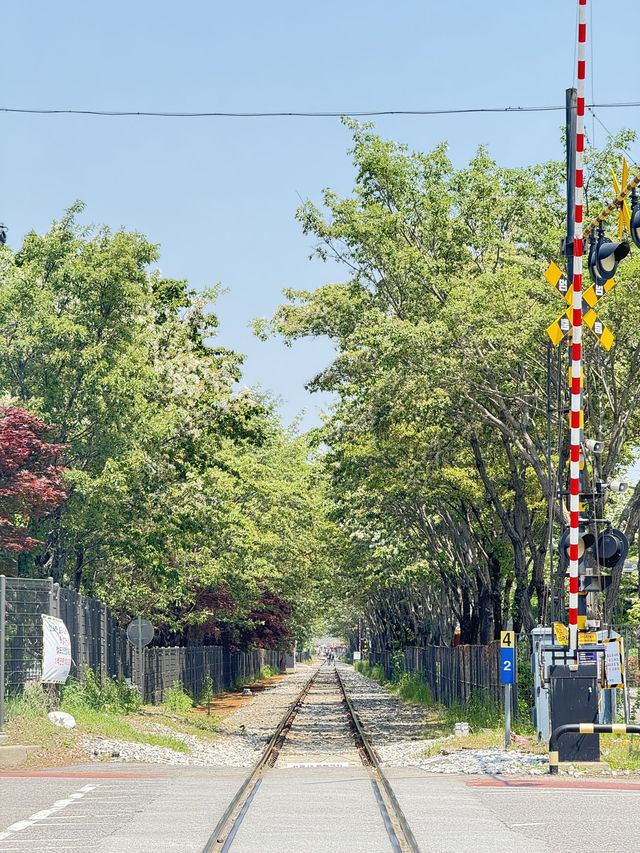 전주 이팝나무 철길🌿🚂
