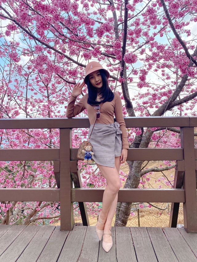 台灣小瑞士「清境農場」 🐑 綿羊互動體驗萌翻全場💕