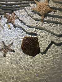 อควาเรีย ภูเก็ต (Aquaria Phuket) 