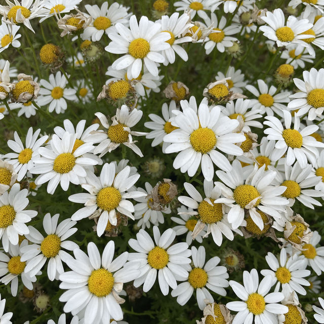 Flower Hill - Uminokamichi Seaside Park 