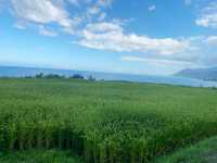 巴特虹岸  🌾 豐濱 新社梯田 🌾