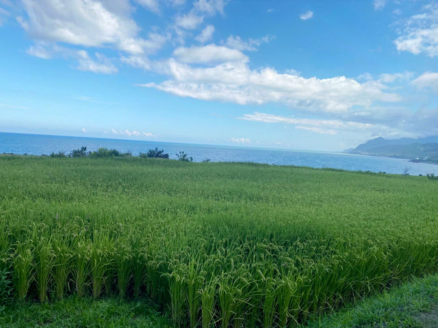 巴特虹岸  🌾 豐濱 新社梯田 🌾