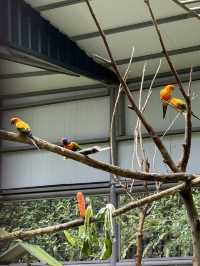 南投鹿谷｜鳳凰谷鳥園