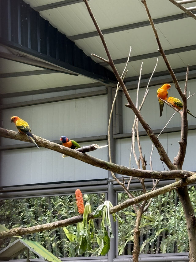 南投鹿谷｜鳳凰谷鳥園