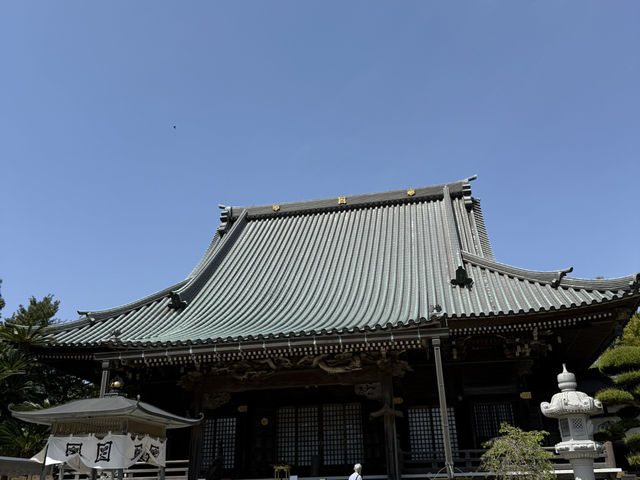 花開見佛-銚子妙福寺與來自京都的臥龍の藤
