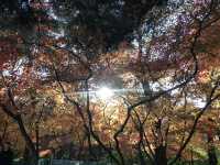  🍁🍂 ใบไม้เปลี่ยนสีที่มหาวิทยาลัยคยองฮี
