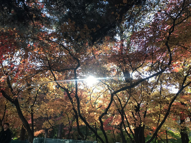  🍁🍂 ใบไม้เปลี่ยนสีที่มหาวิทยาลัยคยองฮี