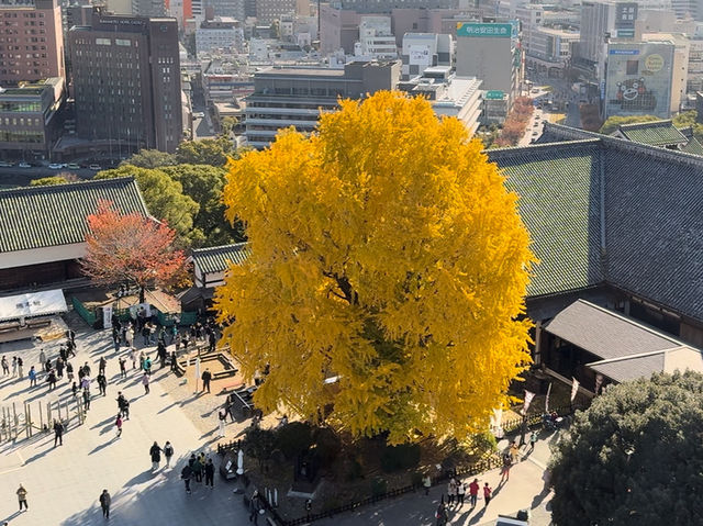 Kumamoto Castle: A Majestic Icon of Strength, History, and Resilience
