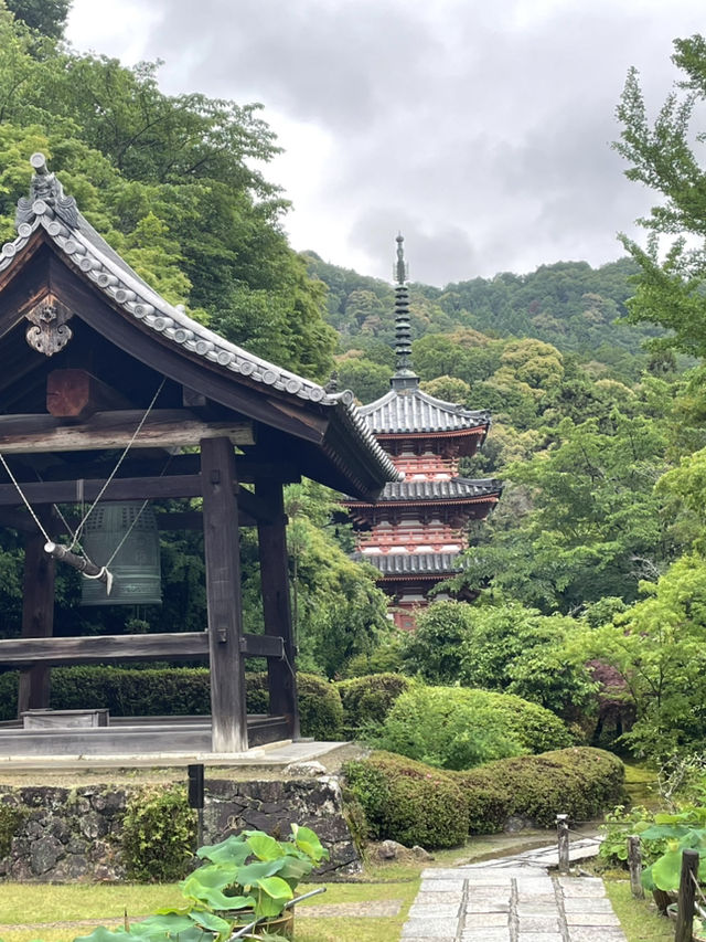 宇治人氣 過萬棵紫陽花 神社