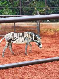Yokohama Zoological Gardens - Free entrance!