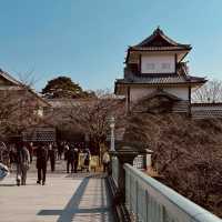 🏯 Kanazawa Castle Summer Survival Guide** *"Where stone walls stay cool and gold leaf shimmers in t
