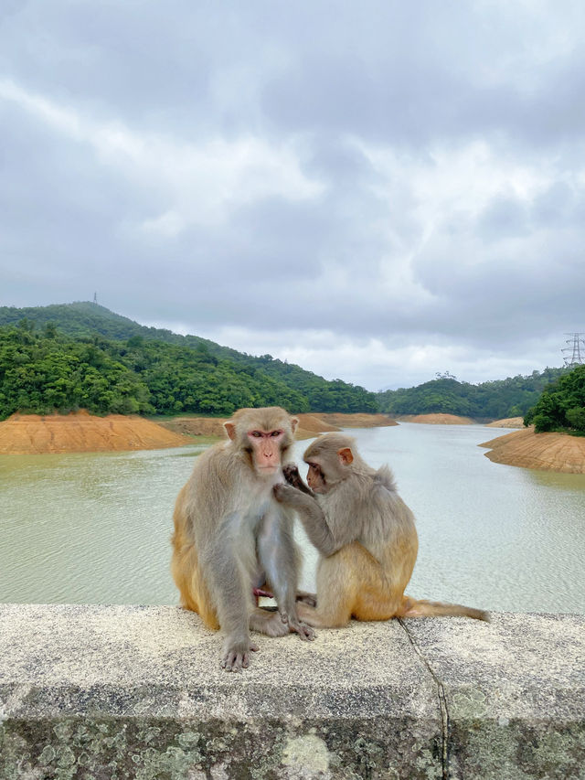 香港｜麥徑六段：馬騮山🐒——城門水塘
