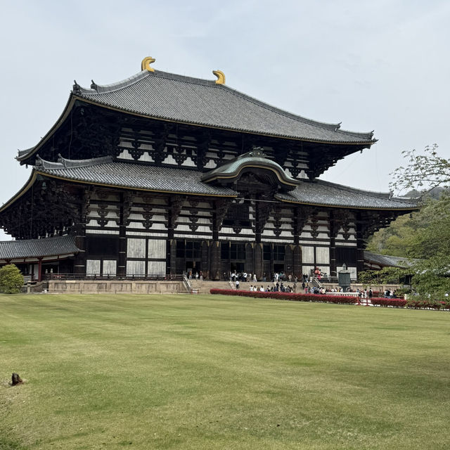 📍Day Trip from Osaka: Nara & Uji ✨