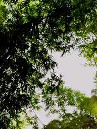 The secret waterfall inside Bamboo grove