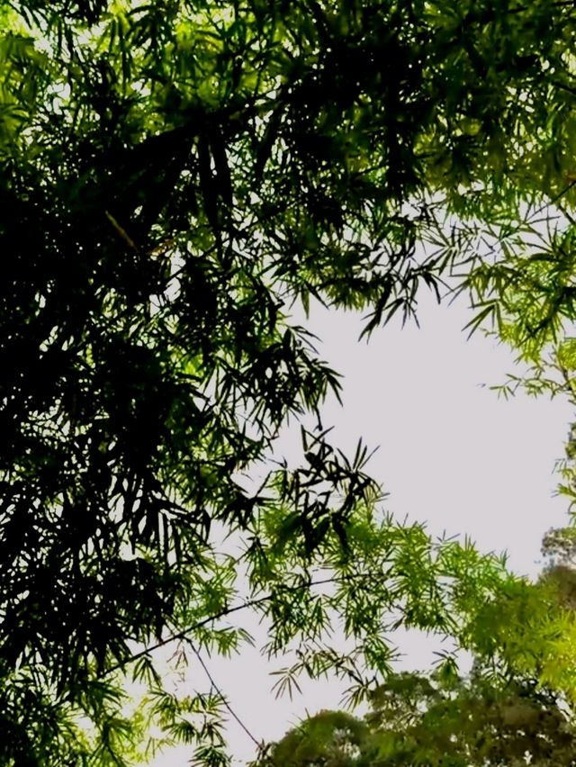 The secret waterfall inside Bamboo grove
