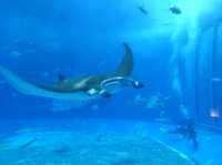 🐠 Dive into Wonder at Okinawa Churaumi Aquarium