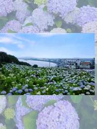 濟州城山日出峰⛰️繡球花盛開💙💜