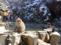 🐒 Jigokudani Yaen-Koen – A Snow Monkey Experience Worth the Hike