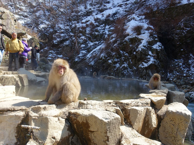 🐒 Jigokudani Yaen-Koen – A Snow Monkey Experience Worth the Hike