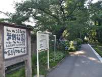 青森五所川原-蘆野公園（繡球花）
