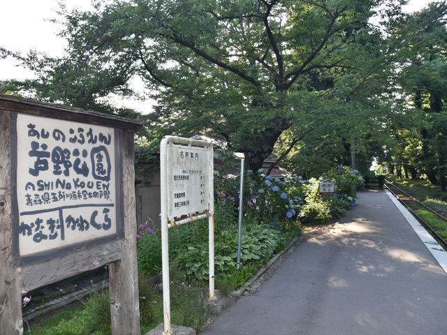 青森五所川原-蘆野公園（繡球花）