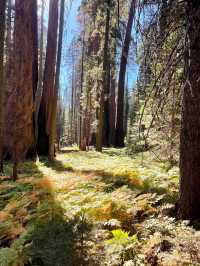 🌲 Step into the Land of Giants — A Must-Visit This Summer