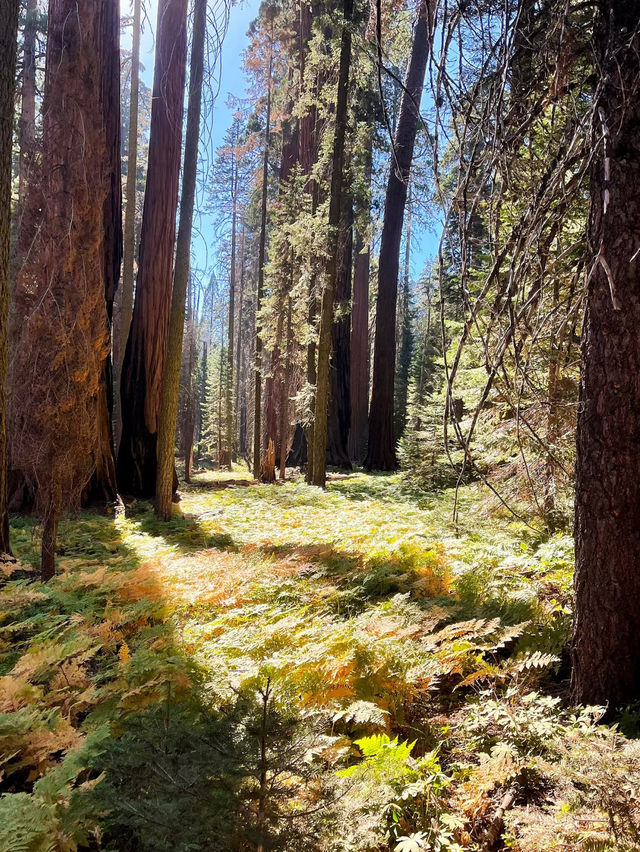🌲 Step into the Land of Giants — A Must-Visit This Summer