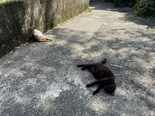 瑞芳侯硐貓村 新北知名景點