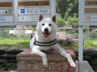 和歌山景點｜和歌山城腳下的親子動物園—和歌山城公園動物
