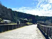 Morning Magic at Alishan Scenic Area