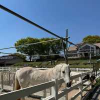 🌄伊香保綠色牧場～馬兒樂園 🐎