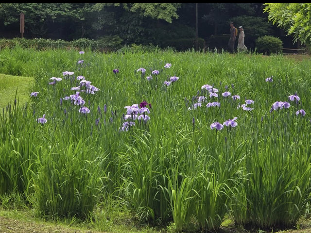 🍁東京・後楽園｜小石川後楽園｜都心のオアシスで、日本と中国の美が融合する庭園散歩🌿✨