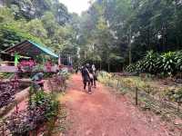 🏞 Gunung Lambak: Conquered the Jungle Beast!