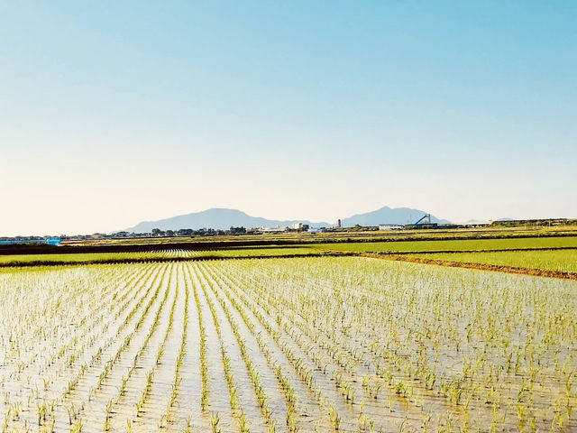 🌊 Solo Escape: Niigata – Japan’s Sea & Sake Capital