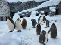 跟著企鵝走！北海道高人氣旭山動物園雪季巡禮