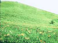Kisuge-daira Park (キスゲ平公園) – A Hidden Highland Paradise in Nagano** 🌸🏞️  