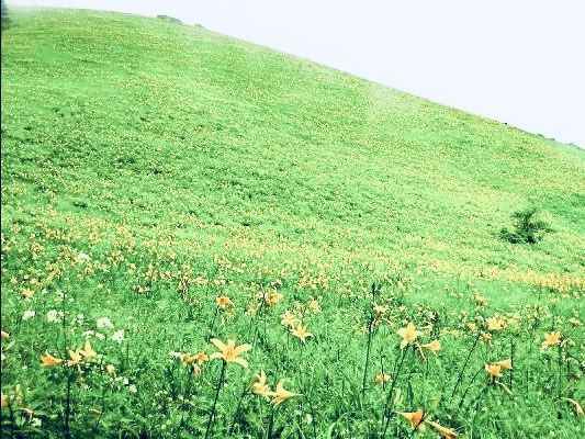Kisuge-daira Park (キスゲ平公園) – A Hidden Highland Paradise in Nagano** 🌸🏞️  