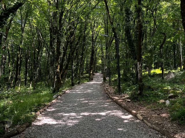 Caves & Forest Vibes