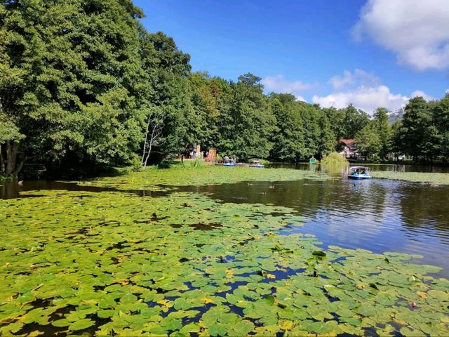 Forest Feels & Cat Surprises at Zelenogradsk City Park