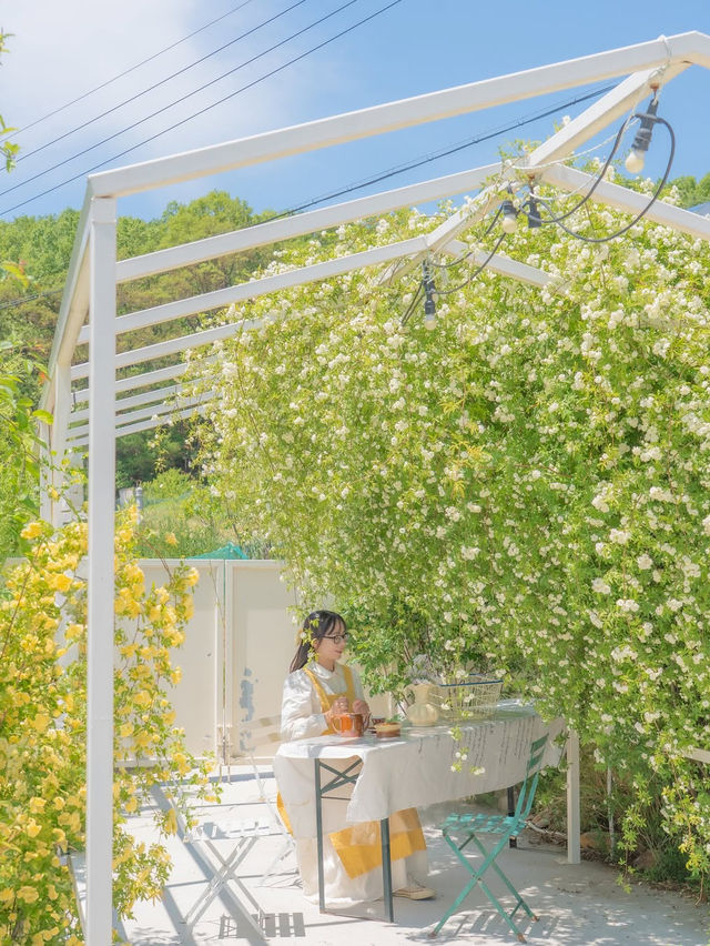 행복한 사장님이 가꾸시는 장미 정원 카페🌼💛