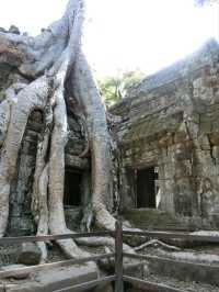 【カンボジア🇰🇭】木の根に包まれたタ・プローム遺跡