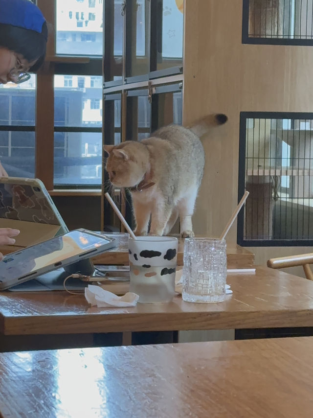 「貓貓cafe🤤食物都okay!!」