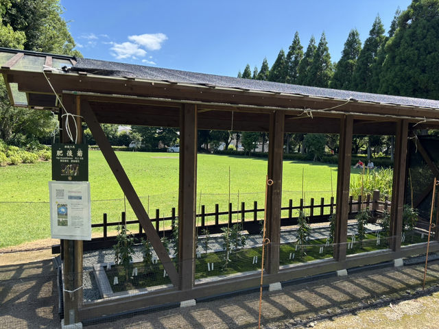 熊本水前寺成趣園-肥後六花